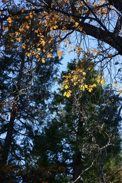 DSC_5082 (Large).JPG